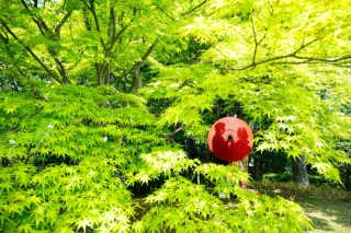 華雅苑 銀座店_花畑記念庭園　夏　厳選３０