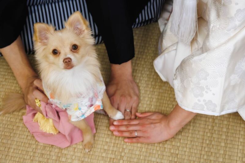 【Photorait限定 12月撮影】和装1着 ペット♪とスタジオ撮影 撮影データ80カット最短3営業日後お渡し