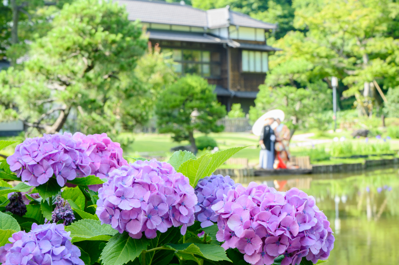紫陽花キャンペーン6/9～6/30迄　ウェルカムボードプレゼント♪　日本庭園でお好きな和装1着で撮影　撮影データ130カット
