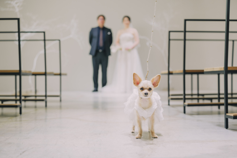 愛犬が主役のチャーミングなショット