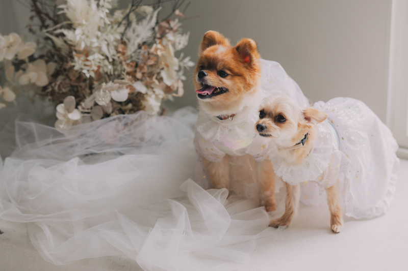 小さな花嫁さんたちも一緒に。ペットと叶えるフォトウェディング