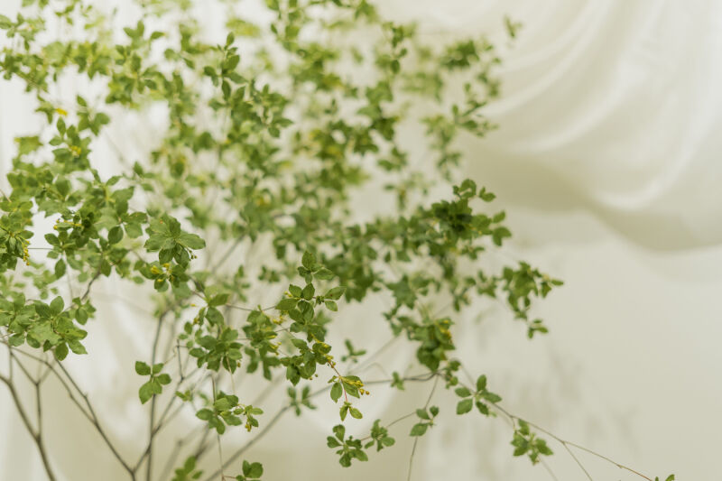 カフェパーティ