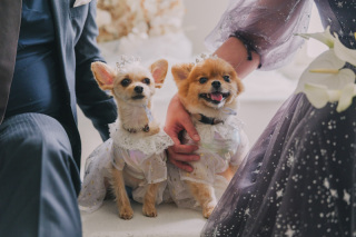 大切な家族（ペット）と綴る一生モノの絆