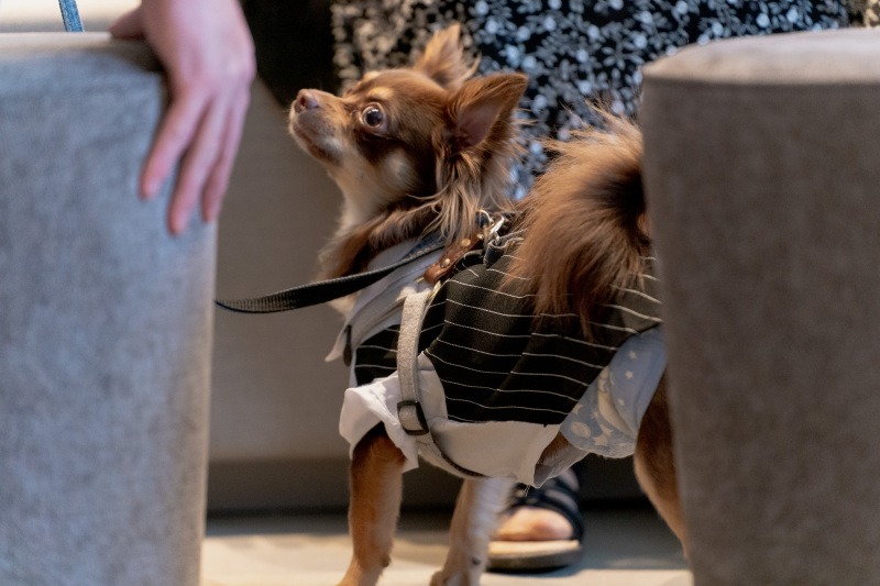 Creators'Genic_ペットと一緒に撮影できる