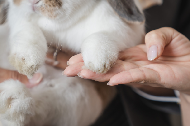 Creators'Genic_ペットと一緒に撮影できる