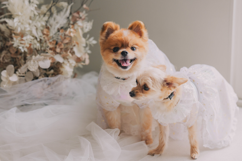 おめかしして一緒に撮影いただけます