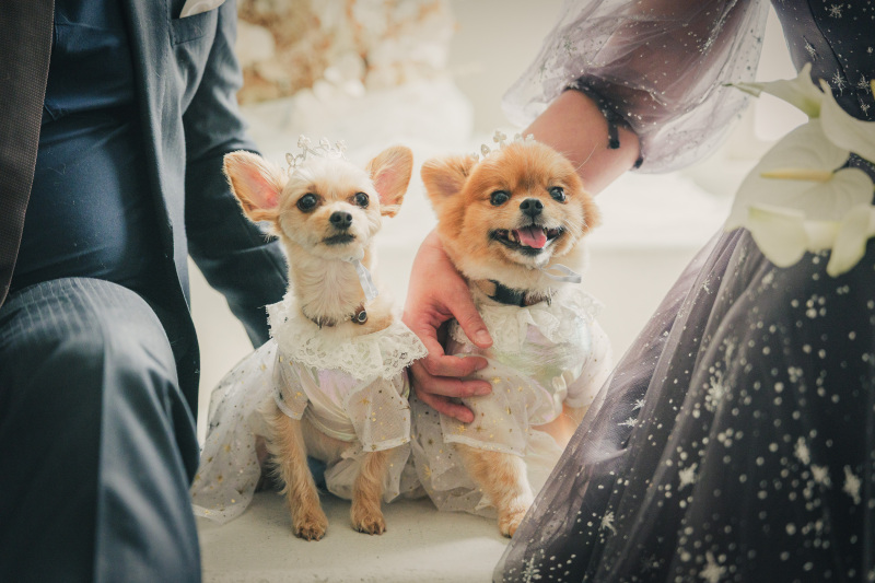 Creators'Genic_ペットと一緒に撮影できる