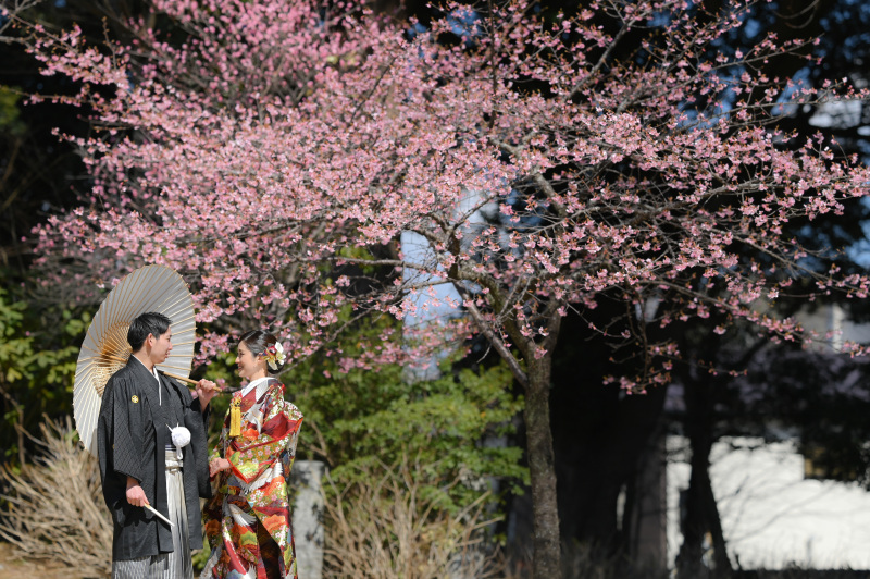 河津桜をバックに