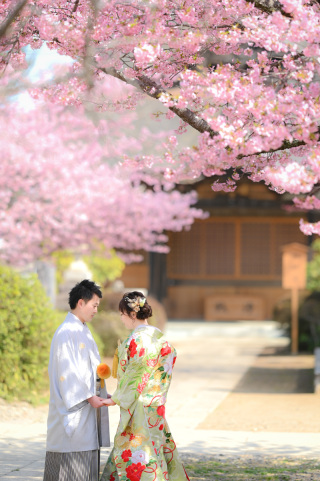 2月下旬～3月中旬　河津桜♡