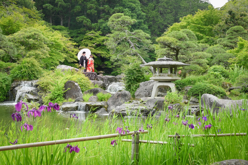 菖蒲も咲いてます