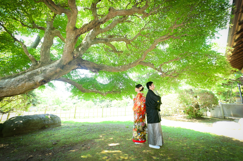 大きなもみじの木！