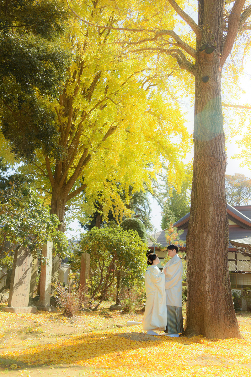 イチョウに囲まれて