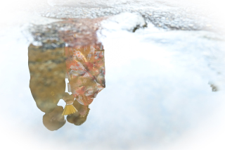 雨の日の成田山公園