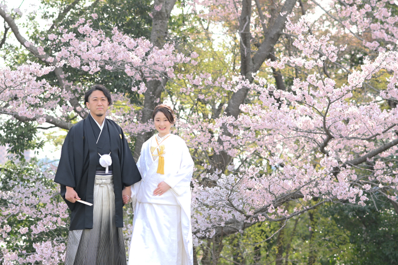 さくら◆3/20~4/8|12/31までにご予約の方|ソメイヨシノの頃|和装2着|ロケーション1カ所+スタジオ|