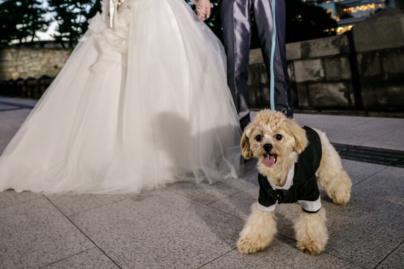 KIYOKO HATA WEDDINGS 青山_ペットと一緒に撮影できる