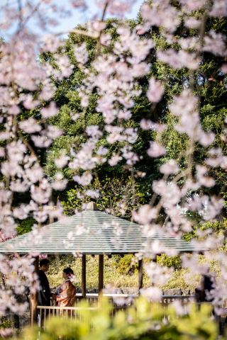 枝垂れ桜のスクリーンに映る、ありのままのおふたり。