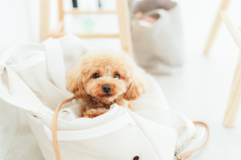 ワンちゃんの優しい笑顔を撮ることが大好きです！ワンちゃんに向き合うと本当に様々な表情を見せてくれます。大切な家族であるワンちゃんをとっても可愛く撮影できるのが、すごく楽しいです！