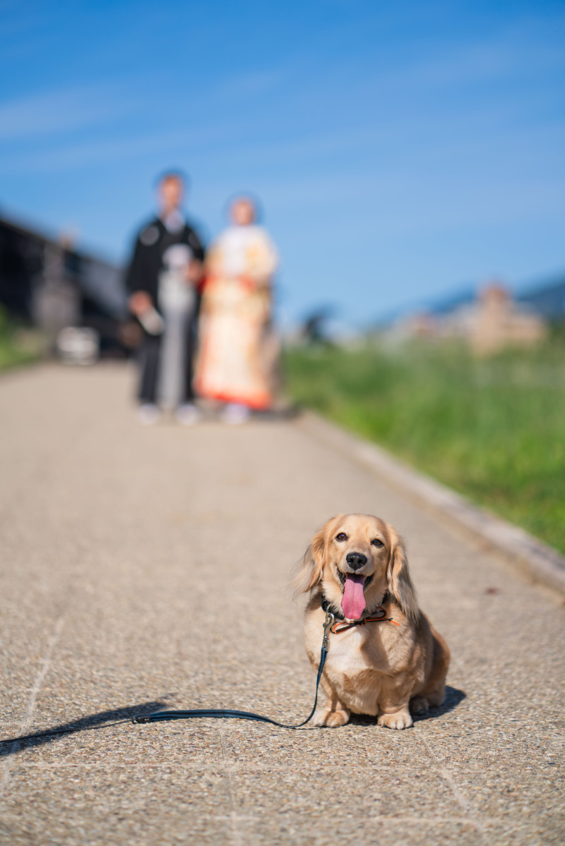 TANAN丹庵_ペットと一緒に撮影できる
