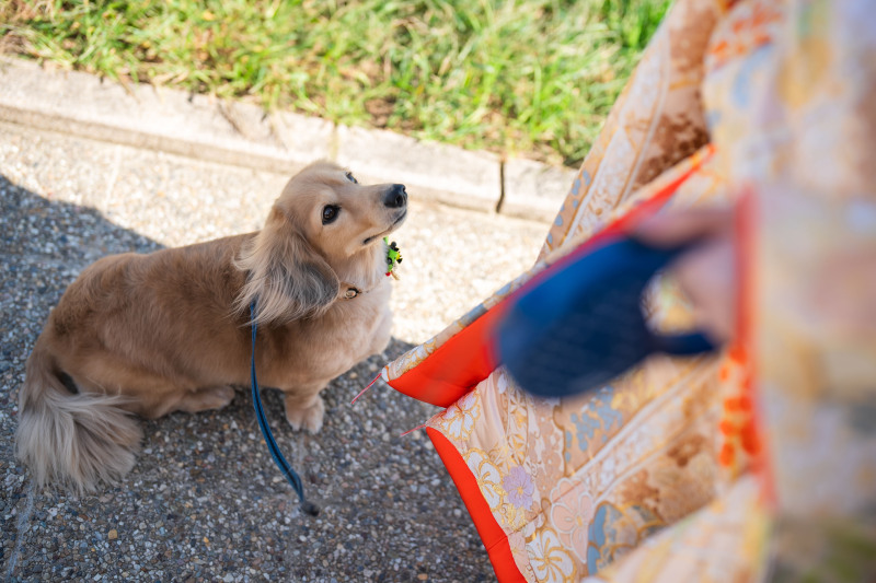 TANAN丹庵_ペットと一緒に撮影できる