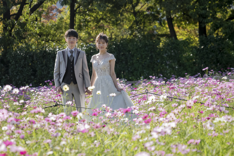 可愛いコスモスと