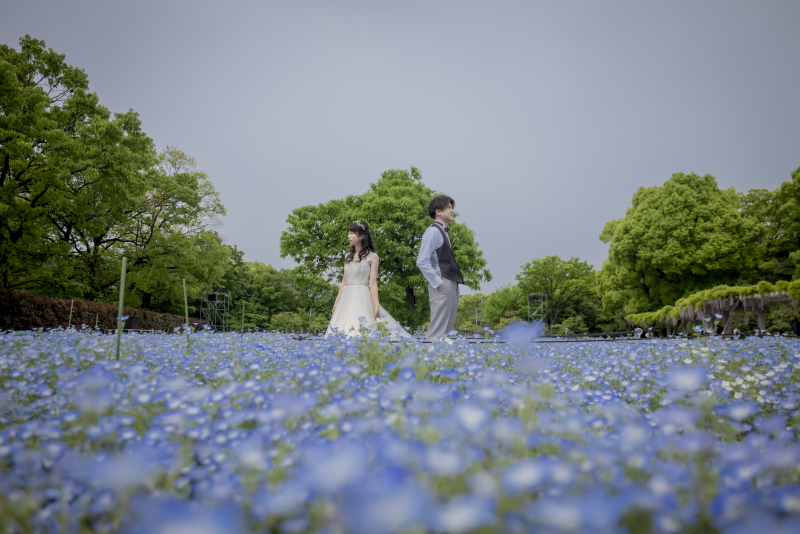 揺れるネモフィラの中で