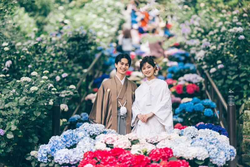 色鮮やかな紫陽花と