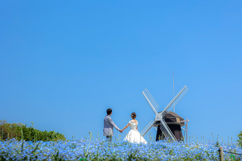 青空とネモフィラ