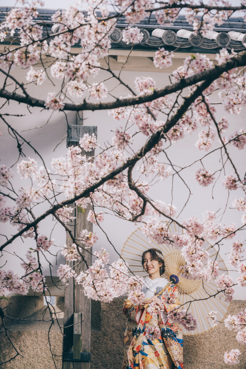 桜の隙間から色打掛で