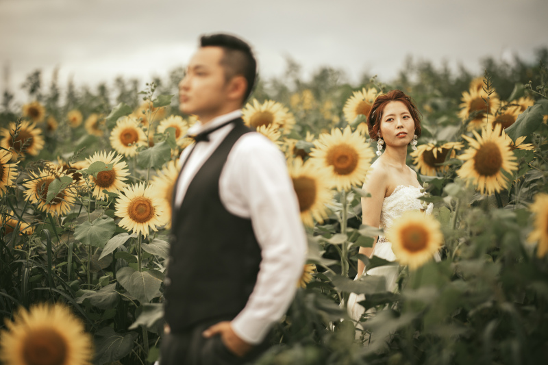 - sunflower 3 -