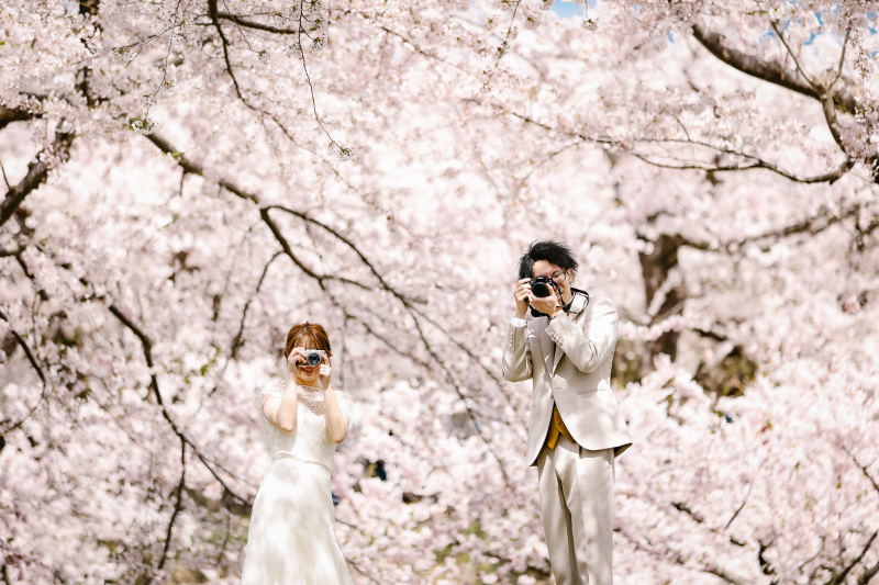 桜 ロケーションフォト