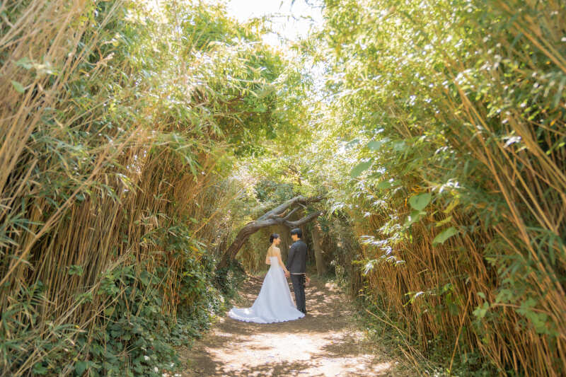 バックショット