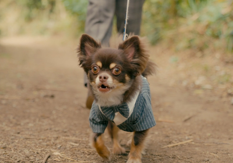 ワンちゃんもウエディングスタイルで!