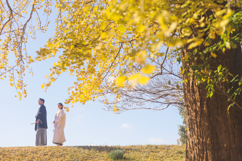 青空とイチョウの木