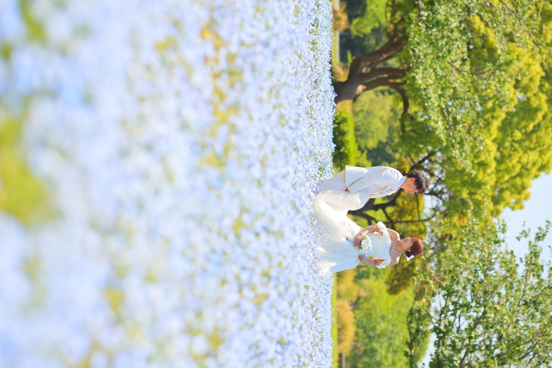 辺り一面に咲くネモフィラ
