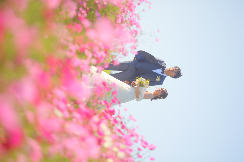 青空×コスモス