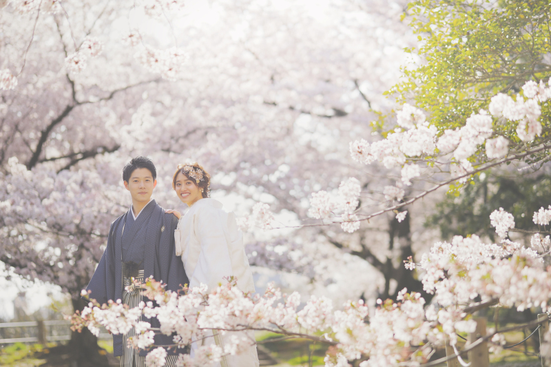 【白無垢×桜】