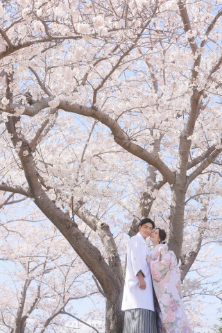studio marry_桜ロケフォト-Cherry Blossoms