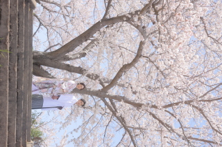 studio marry_桜ロケフォト-Cherry Blossoms
