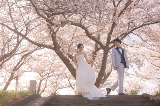 studio marry_桜ロケフォト-Cherry Blossoms