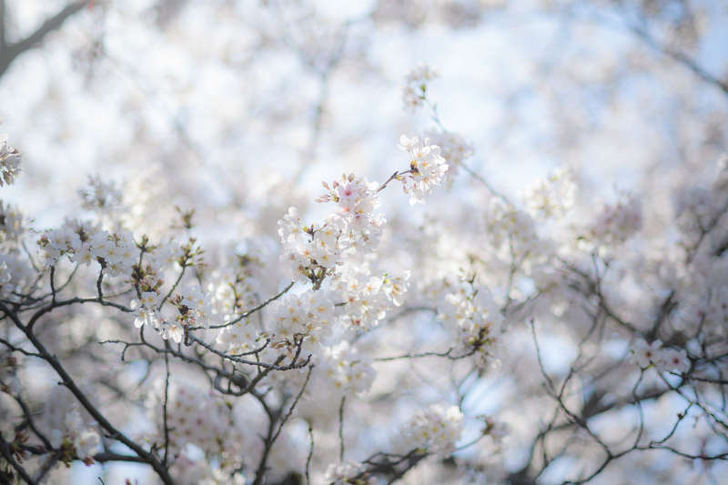 【洋装】3月26日～4月4日に撮影される方限定/高宮庭園茶寮の邸宅をバックに満開の桜と撮影する限定プラン