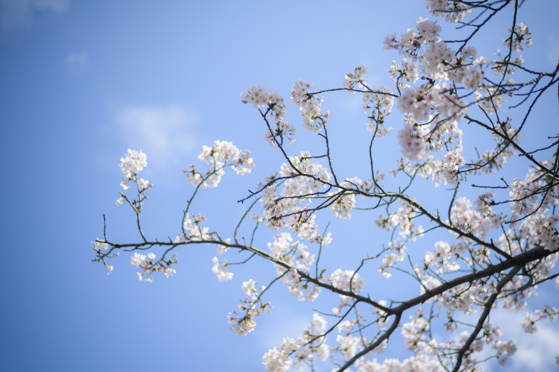 【洋装】3月26日～4月4日に撮影される方限定/高宮庭園茶寮の邸宅をバックに満開の桜と撮影する限定プラン