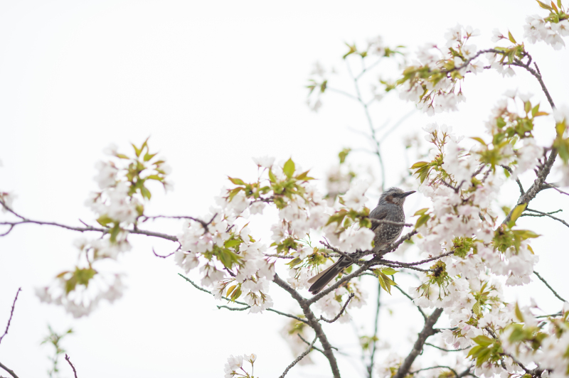 【和装】3月26日～4月4日に撮影される方限定/高宮庭園茶寮の歴史ある邸宅をバックに和装が映える桜満開プラン