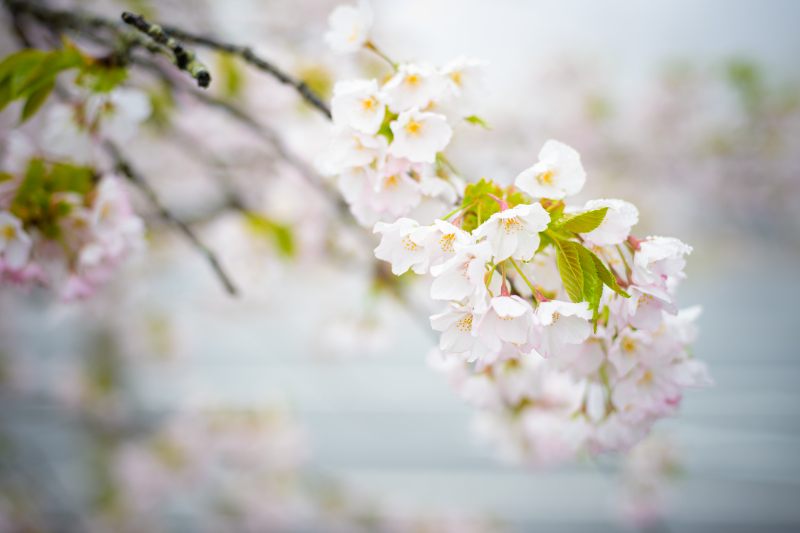 【和洋装】3月26日～4月4日に撮影される方限定/高宮庭園茶寮の歴史を感じる邸宅をバックに桜と撮影する贅沢プラン