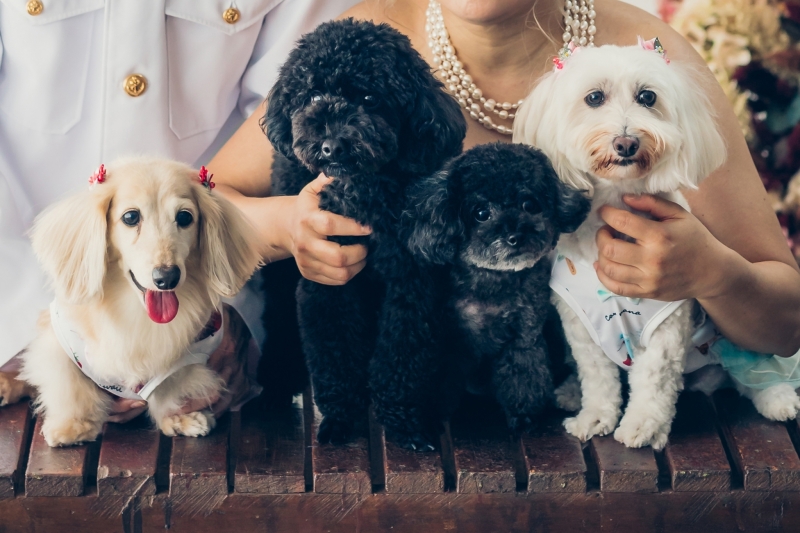 Bridal Photo Studio Lien ~リアン~ 広島店_ペットと一緒に撮影できる