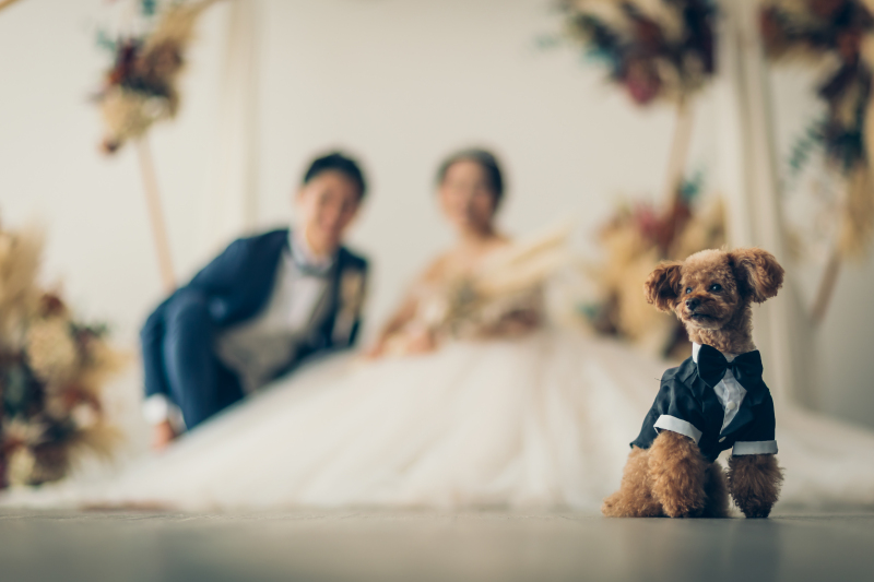Bridal Photo Studio Lien ~リアン~ 広島店_ペットと一緒に撮影できる