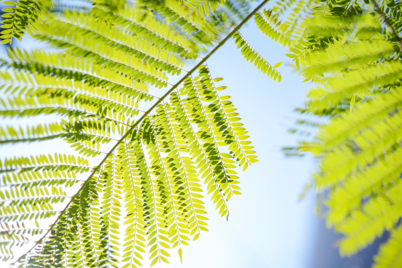 オプション撮影