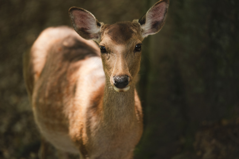 カメラ目線ばっちり