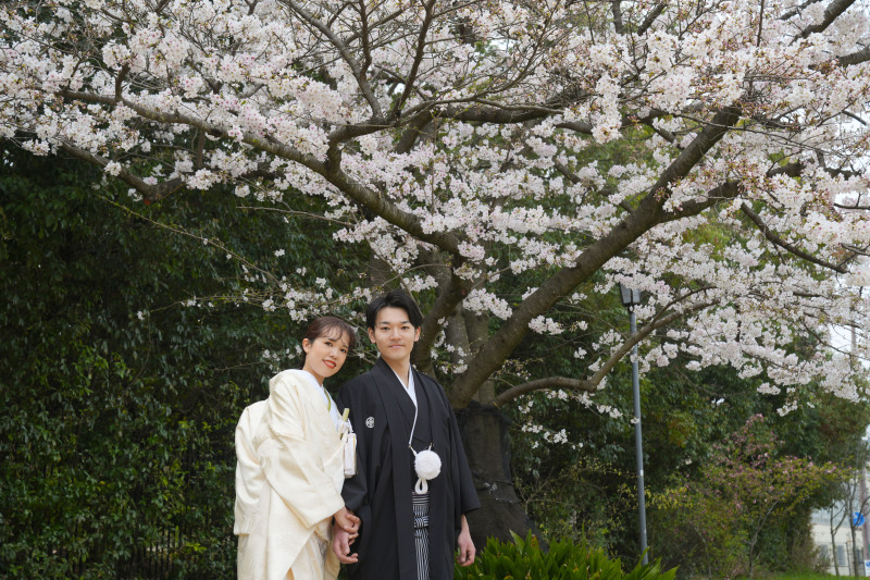 桜シーズンはぜひ大仙公園に