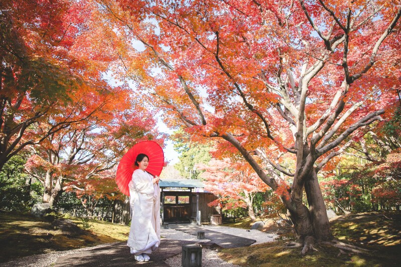 白無垢&times;紅葉