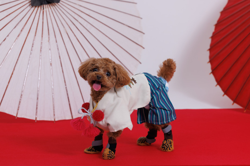 STUDIO IDEE スタジオイディ（ドレスショップ ボンクルール内）_ペットと一緒に撮影できる